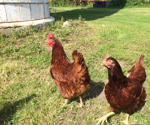 red hens